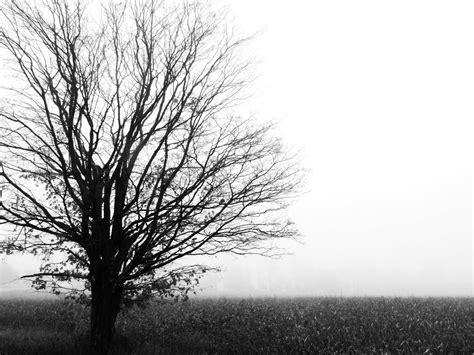 Free Barren Trees Stock Photo - FreeImages.com