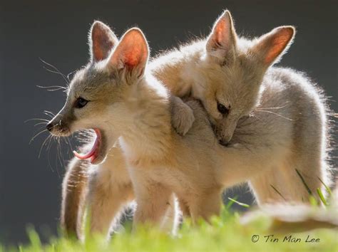 San Joaquin kit fox pups by Tin Man Photography | Fox pups, Baby ...