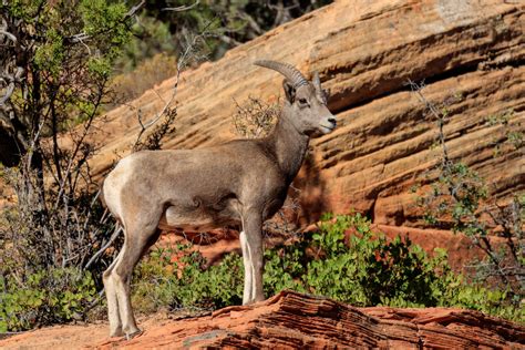 Blog | Contractor License Center | A Guide to Hunting in Utah This Fall Season