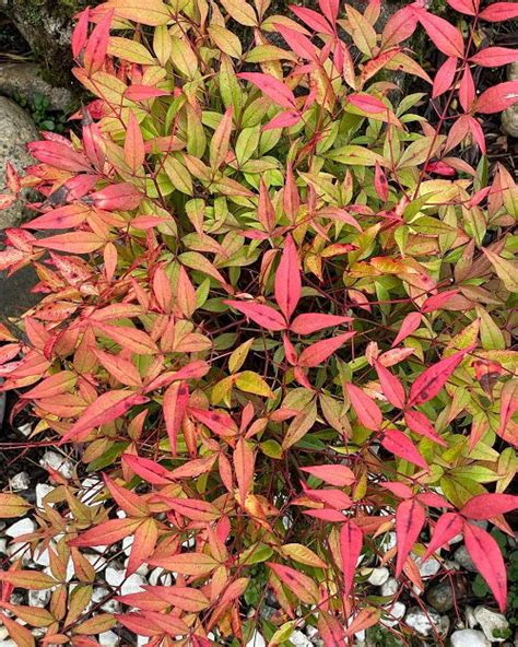 15 Beautiful Types of Nandina Varieties | Balcony Garden Web