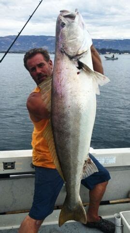 how to fish big white sea bass http://www.alltheoutdoors.com/white-seabass-fishing.html Salt And ...