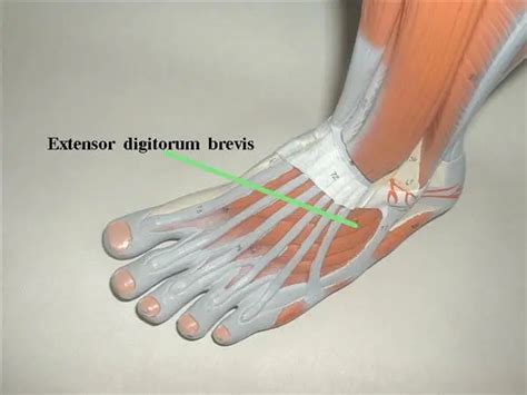 Extensor digitorum brevis muscle - Origin, Insertion, Function