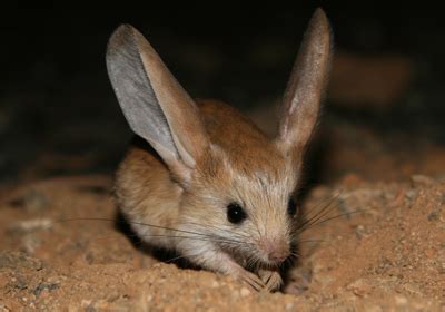 Photos: Elusive long-eared jerboa caught on film for the first time