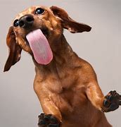 12 Dog Tongue Facts | Diane Weinmann's HOPE