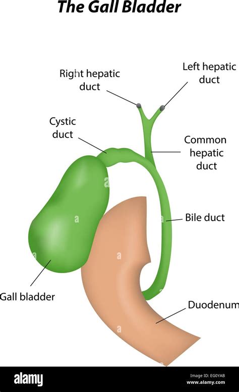 Cystic Duct