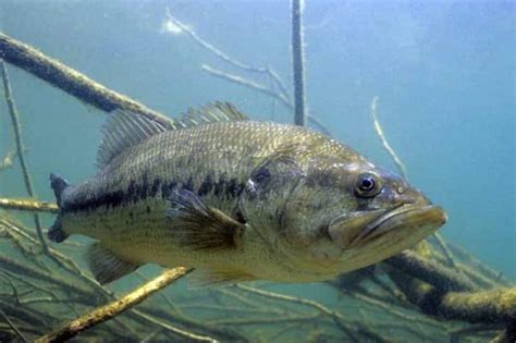 Largemouth bass - Invasive Species Council of British Columbia