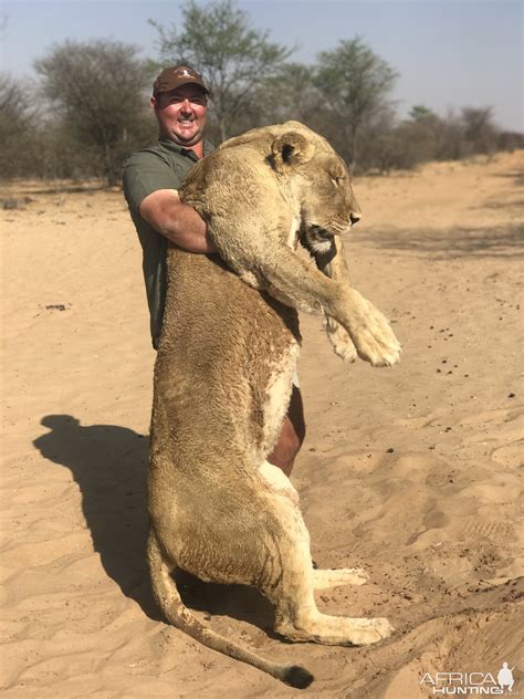 Lioness Hunting South Africa | AfricaHunting.com