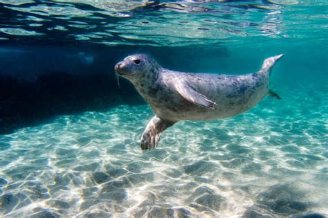 Seal swimming under sun lighted water — under water, Full Length - Stock Photo | #171992440