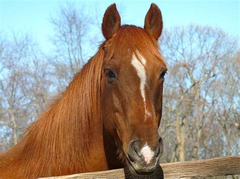 Beautiful Brown Horse Painting - Parketis