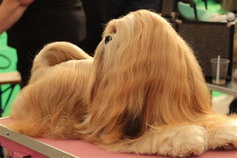 Long Haired Dog Breeds List - Fluffy Dog Breeds 34 Small Large And ...