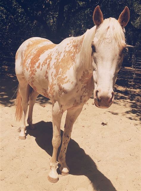 Pin by Mitsu on Horses & Ponies | Horses, Appaloosa horses, Pretty horses