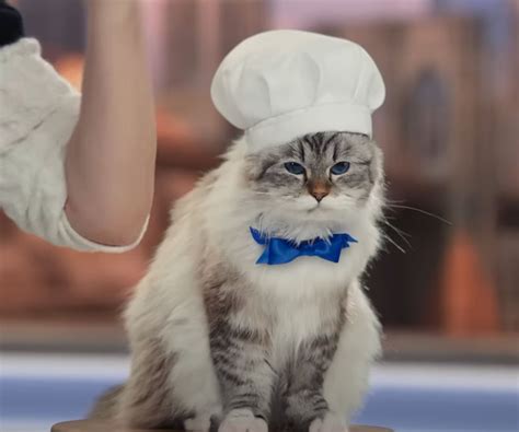 Hellmann's: Mayo Cat • Ads of the World™ | Part of The Clio Network