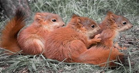 Baby Squirrel - Behavior and Traits of Adorable Rodents - Learn About ...