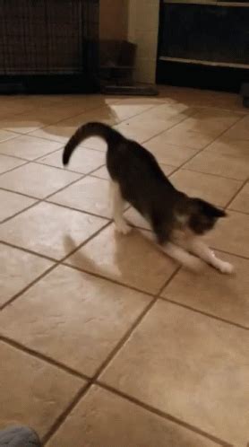 Cat Chasing GIF - Cat Chasing Dot - Discover & Share GIFs