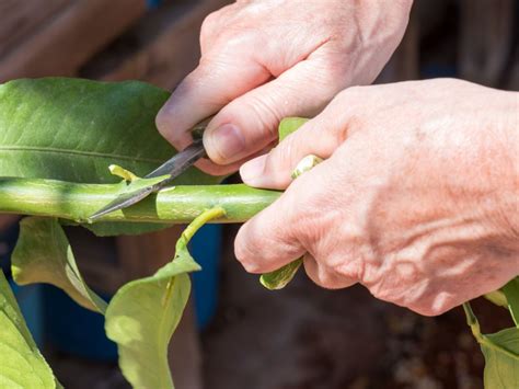 What Is Inarching: Learn To Graft With Inarching Propagation