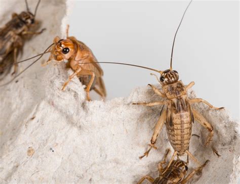 Do Crickets Bite Humans? | EcoGuard Pest Management