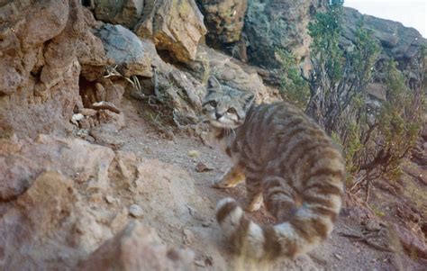 #andean mountain cat on Tumblr