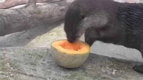 River Otters Get a Summer Treat at the Tennessee Aquarium - YouTube