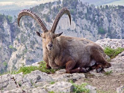 Capra ibex