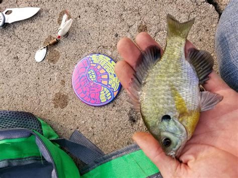 Sunfish, Bluegill | www.roughfish.com