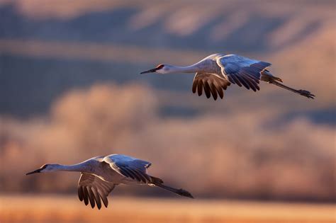 Two Sandhill Cranes Flying In Unison Fine Art Photo Print | Photos by Joseph C. Filer