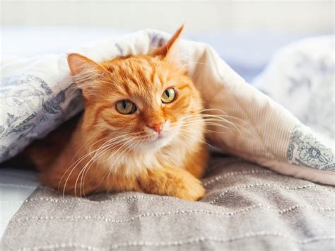 300 Orange Cat Names - Parade Pets