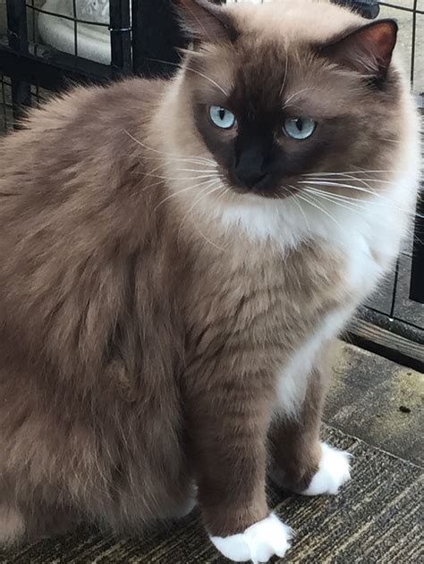 My beautiful Kaylee checking out the rain. ☂️ Seal mink mitted Ragdoll cat | Pets cats, Ragdoll ...