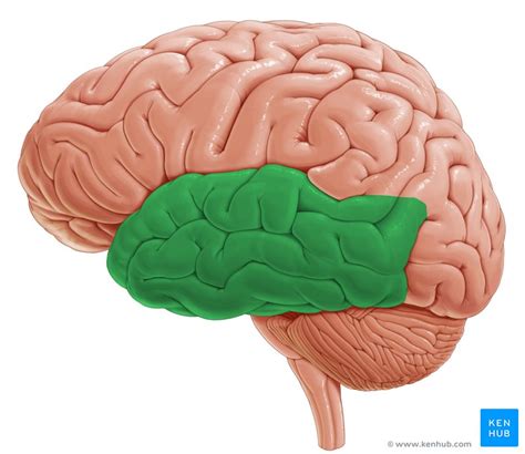 Dentate gyrus: Anatomy | Kenhub