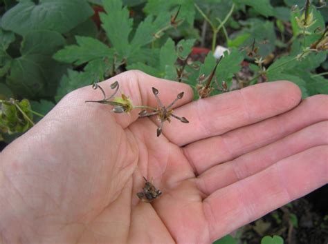 Harvesting Of Geraniums Seeds