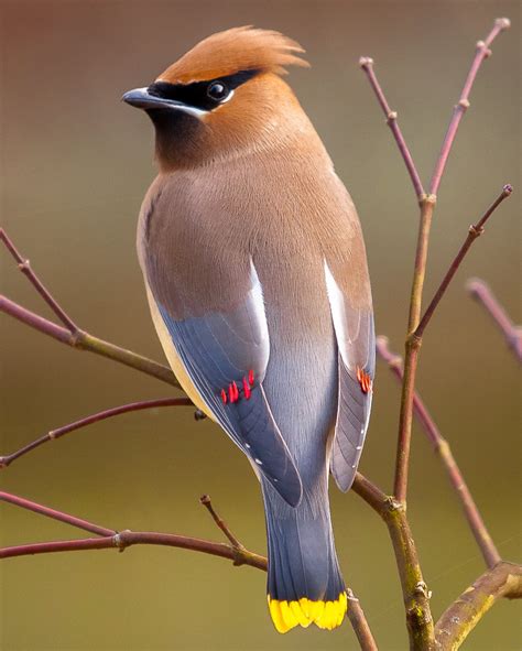 cedar waxwing - Birds Photo (36106119) - Fanpop