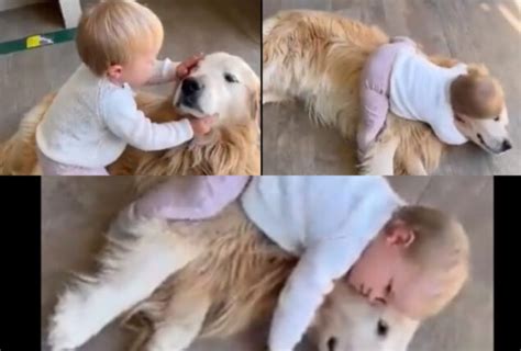 Watch: Kid petting Golden Retriever puppy before kissing & hugging it