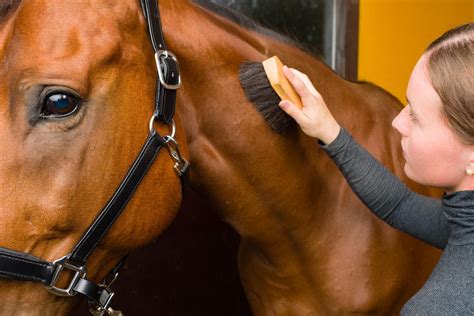 How to Keep Your Racehorse Healthy and Fit - Vitafloor