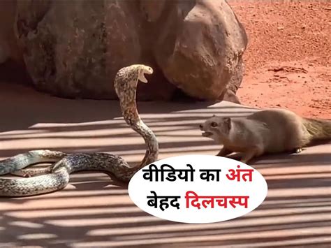 Mongoose Fighting A Snake