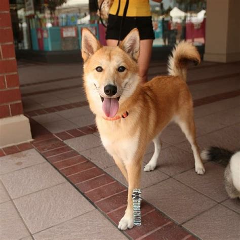 Yumi, Korean Jindo Mix (9 m/o), Hazard Center Plaza "She knows she's not supposed to be on the ...