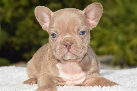 Beautiful Frenchie Rare color 💓💓💓💓 my dream | French bulldog, French bulldog puppy, Bulldog