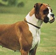 One fact about Boxer dogs | Facts About All