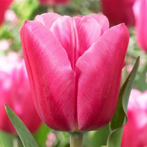 Tulip Jumbo Pink - Pack of 12