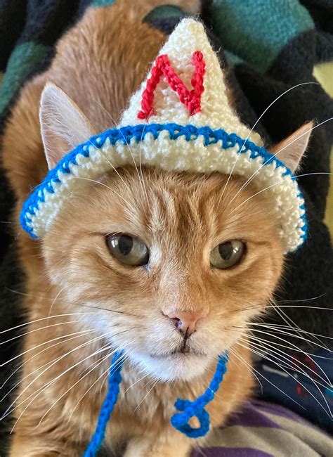 Nacho is 17 years old today so I made him some party hats! : r/cats