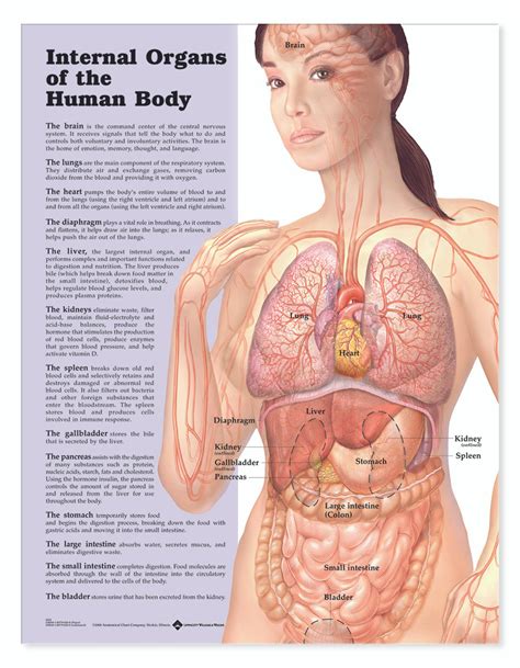 Picture Of Internal Organs Human Body - Human Body Organs Clipart Diagram Internal Library Clip ...