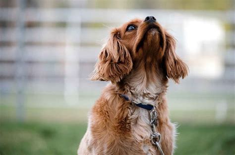 How To Stop A Dog From Excessive Barking - AnnMarie John