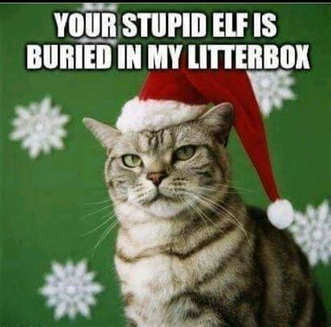 Pin by Virginia Lovell on Christmas | Cats, Christmas memes funny, Funny animals