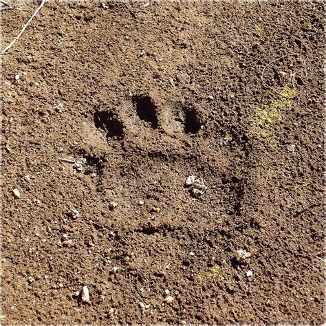 Watercolor Footprints, Bobcat 02, In the Mud Digital Art by Carlson Imagery