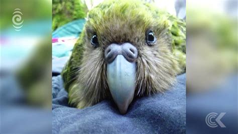 Kakapo breeding season off to a great start: RNZ Checkpoint - YouTube