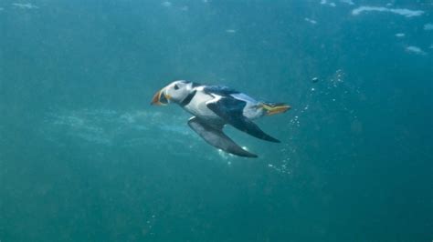 Puffin | The Wildlife Trust for Lancashire, Manchester and North Merseyside