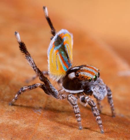 Peacock spider Maratus volans