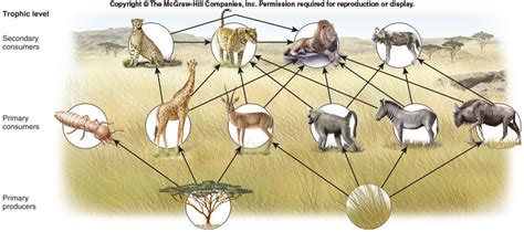 Ecosystems and Food chain - Tropical Savanna (Africa)