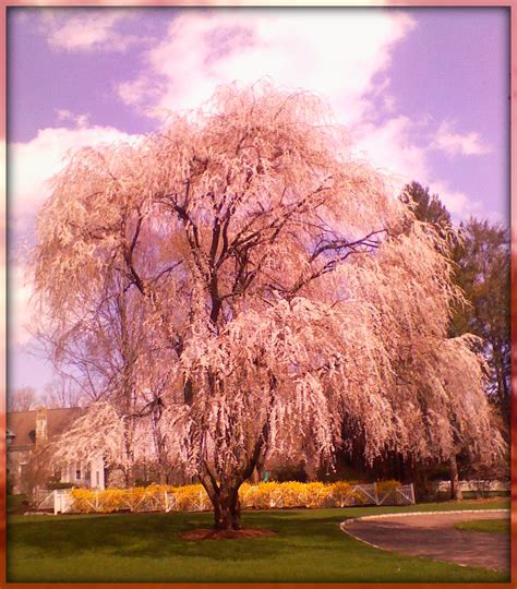 Willow Tree, Very Pretty | 06880