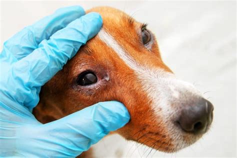 Can Dogs Get Pink Eye? 10 Lurking Causes of Conjunctivitis Revealed