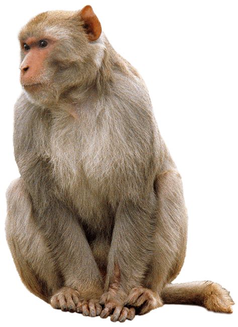 Download Monkey Sitting transparent PNG - StickPNG