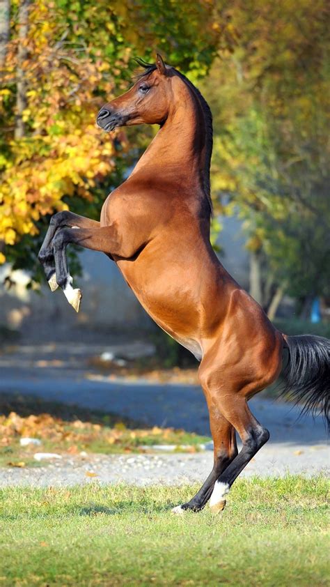 Horses of all kinds | Horses, Horse rearing, Beautiful horses